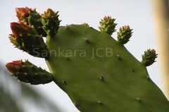 Opuntia cochenillifera